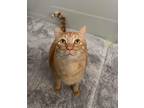 Adopt Phoenix a Orange or Red Tabby Domestic Shorthair (short coat) cat in La
