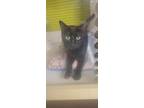 Adopt Blue a All Black Domestic Shorthair (short coat) cat in La Palma