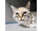 Adopt Kitty Kitty a Tortoiseshell Colorpoint Shorthair / Mixed cat in SHERIDAN