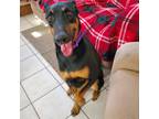 Adopt Zoe a Black - with Tan, Yellow or Fawn Doberman Pinscher / Mixed dog in