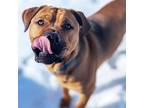Adopt Yak a Brown/Chocolate Mastiff / Mixed dog in Detroit, MI (37491041)