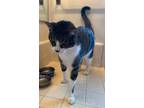 Adopt Nugget a Gray, Blue or Silver Tabby Domestic Shorthair (short coat) cat in