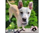 Adopt Jace a Tan/Yellow/Fawn - with White Terrier (Unknown Type