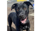 Adopt Cole a Black Labrador Retriever / Mixed dog in Pendleton, OR (37688363)