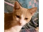 Adopt Newman a Orange or Red (Mostly) Domestic Shorthair (short coat) cat in