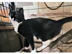 Adopt Flora a Black & White or Tuxedo Domestic Shorthair (short coat) cat in