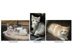 Adopt Omelette a Tan or Fawn Tabby Domestic Shorthair (short coat) cat in
