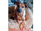 Adopt Beth aka Fish a Brown/Chocolate - with Black Labrador Retriever / Hound