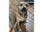 Adopt Paws a Brown/Chocolate Shepherd (Unknown Type) / American Pit Bull Terrier