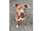 Adopt Bronco a Tan/Yellow/Fawn American Pit Bull Terrier / Mixed dog in Blue