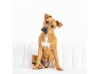 Adopt BRANDY - PETITE and PRETTY a Tan/Yellow/Fawn - with White Black Mouth Cur