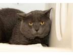 Adopt Adrian a Gray or Blue Domestic Shorthair / Domestic Shorthair / Mixed cat