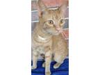 Adopt Ginger a Orange or Red (Mostly) Domestic Shorthair (short coat) cat in