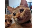 Adopt Green a Orange or Red Domestic Shorthair / Mixed cat in New York