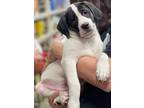 Adopt RUFUS a Beagle / Mixed Breed (Medium) / Mixed dog in Pembroke