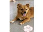 Adopt Huan Qiu a Red/Golden/Orange/Chestnut Pomeranian dog in Los Angeles