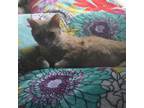 Adopt Donatella a Orange or Red Domestic Mediumhair / Mixed cat in FREEPORT