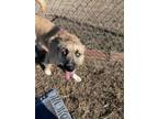 Adopt Taj a Tan/Yellow/Fawn Husky / Mixed dog in Winfield, KS (37562759)