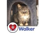 Adopt Walker a Spotted Tabby/Leopard Spotted Domestic Shorthair cat in