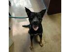 Adopt Bear a Black Australian Kelpie / Mixed dog in Stephenville, TX (37704520)