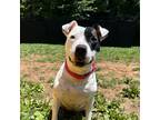 Adopt Dutchess a Black American Staffordshire Terrier / Mixed dog in Lynchburg