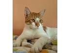 Adopt ERNIE a Domestic Shorthair / Mixed (short coat) cat in Battle Creek