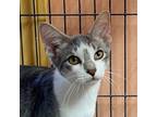 Adopt MURRAY a Domestic Shorthair / Mixed (short coat) cat in Battle Creek