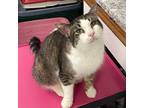 Adopt HOOVER a Domestic Shorthair / Mixed (short coat) cat in Battle Creek