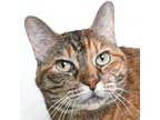 Adopt Oanna a Tortoiseshell Domestic Shorthair / Mixed cat in Springfield