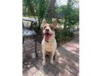 Adopt Bones a Mixed Breed (Medium) / Mixed dog in Ocala, FL (37722746)