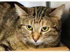 Adopt Ginny a Domestic Shorthair / Mixed (short coat) cat in Crystal Lake