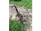 Adopt Belle a Domestic Shorthair / Mixed (short coat) cat in Bloomington