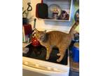 Adopt Noodle a Domestic Shorthair / Mixed (short coat) cat in Bloomington