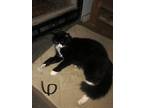 Adopt Chewy a Domestic Longhair / Mixed (short coat) cat in Bloomington