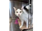 Adopt Michael Kors a Domestic Shorthair / Mixed (short coat) cat in Jonesboro
