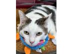 Adopt Michael Kors a Domestic Shorthair / Mixed (short coat) cat in Jonesboro