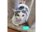 Adopt Lefty a Domestic Shorthair / Mixed (short coat) cat in Richmond