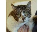 Adopt Charlie a Domestic Shorthair (short coat) cat in Acworth, GA (37484657)