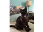 Adopt Espresso a Domestic Shorthair / Mixed (short coat) cat in Sewell