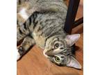 Adopt Giada a Domestic Shorthair / Mixed (short coat) cat in Alpharetta