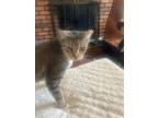 Adopt Hailey a Domestic Shorthair / Mixed cat in Central Islip, NY (37485880)