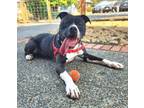 Adopt Kermit a Pit Bull Terrier