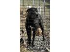 Adopt Flex a Black - with White Akita / Pit Bull Terrier dog in Hyde