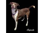 Adopt Cupcake Chaos a American Pit Bull Terrier / Hound (Unknown Type) / Mixed
