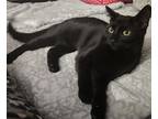 Adopt Ivy a All Black Domestic Shorthair (short coat) cat in Cincinnati