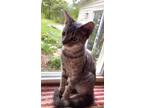 Adopt Tommy (CP) a Domestic Short Hair