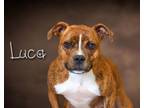 Adopt Luca a Pit Bull Terrier