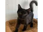 Adopt Pepe Le Pew a Domestic Medium Hair