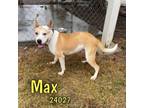 Adopt Max a Pit Bull Terrier, Anatolian Shepherd