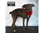 Adopt DRAKKAR a Pit Bull Terrier, Mixed Breed